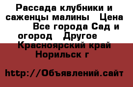 Рассада клубники и саженцы малины › Цена ­ 10 - Все города Сад и огород » Другое   . Красноярский край,Норильск г.